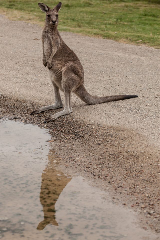 Kangaroo Rabbit Reflection Crowdy Bay National Park
