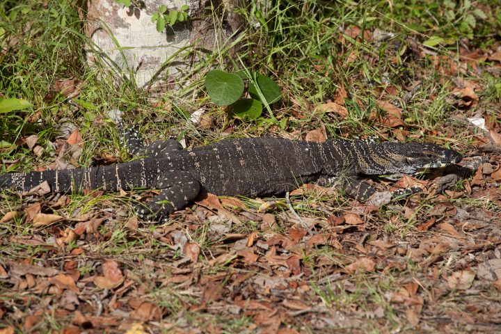 Lace Monitor Smoky Cape Australia