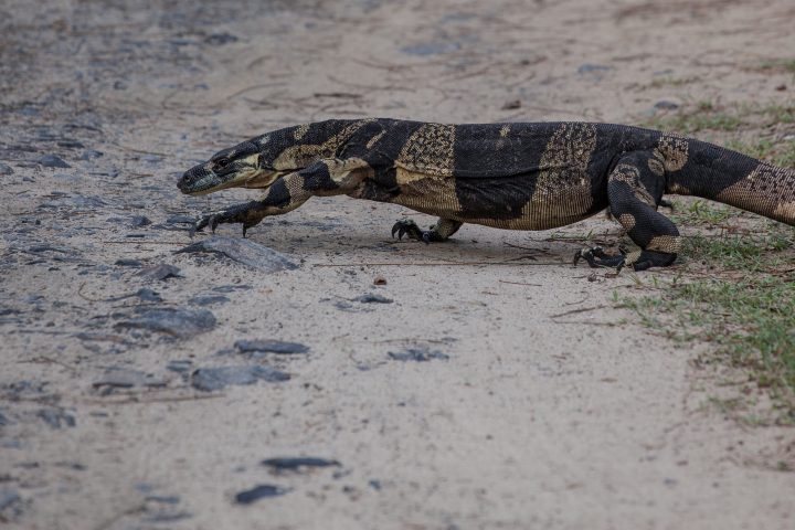 Lace Monitor Smoky Cape Australia