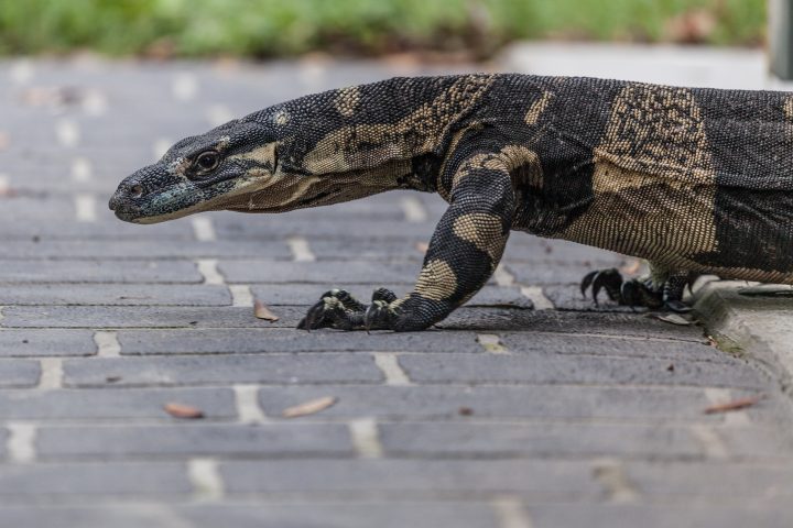 Lace Monitor Smoky Cape Australia