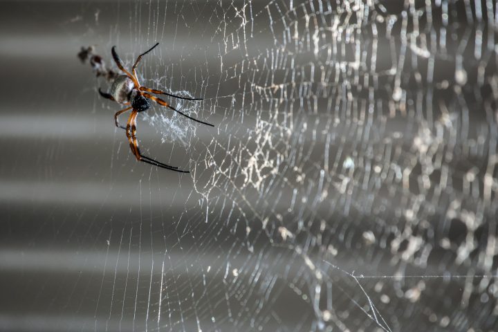 Spider Coffs Harbour