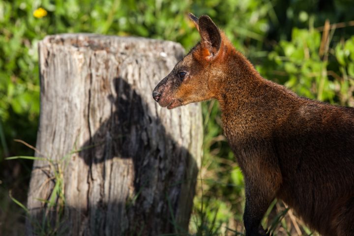 Wallaby
