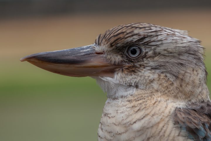 Kookaburra Australia Zoo