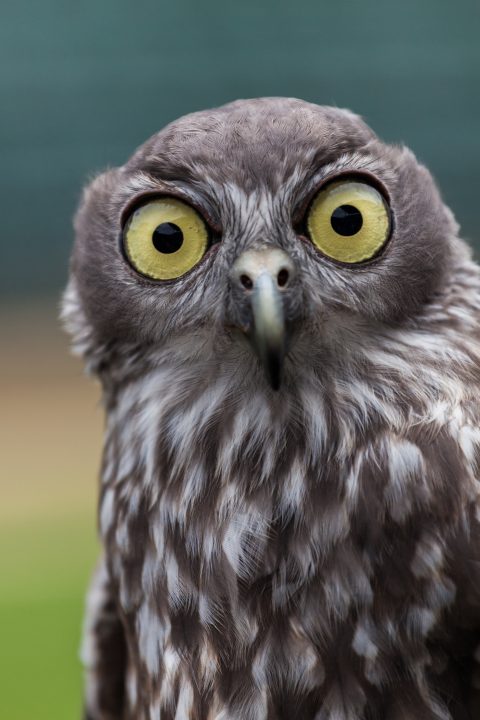 Barking Owl Australia Zoo