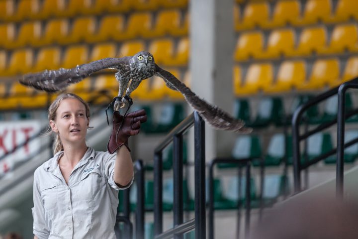Barking Owl Australia Zoo