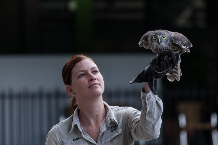 Barking Owl Australia Zoo