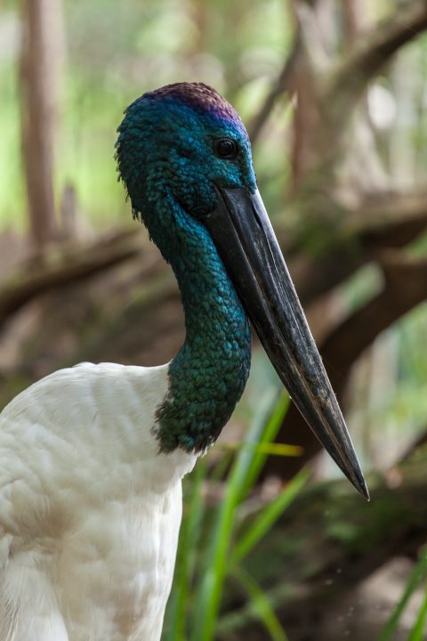 Black-necked Stork Australia Zoo