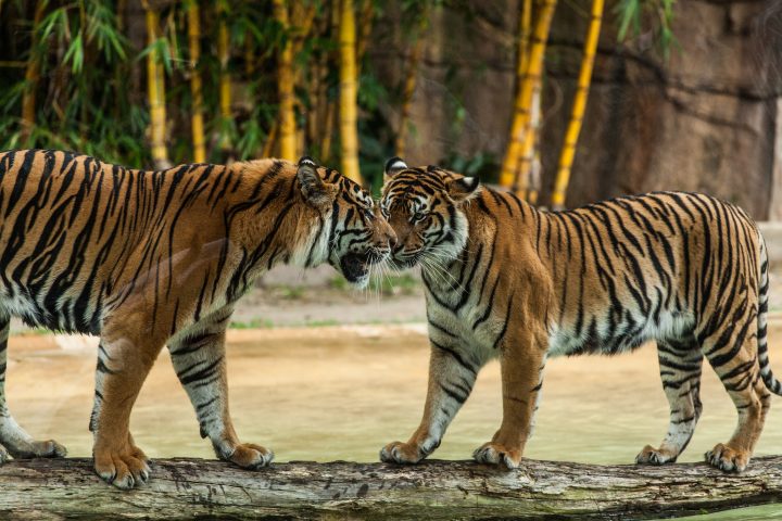 Australia Zoo Tigers