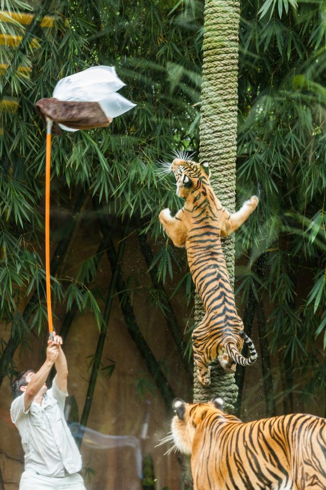 Tiger Climbing Australia Zoo