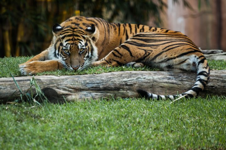 Tiger Relaxing At Australia Zoo