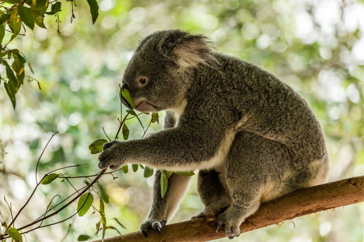 Koala Australia Zoo