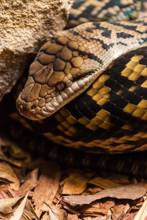 Snake Australia Zoo