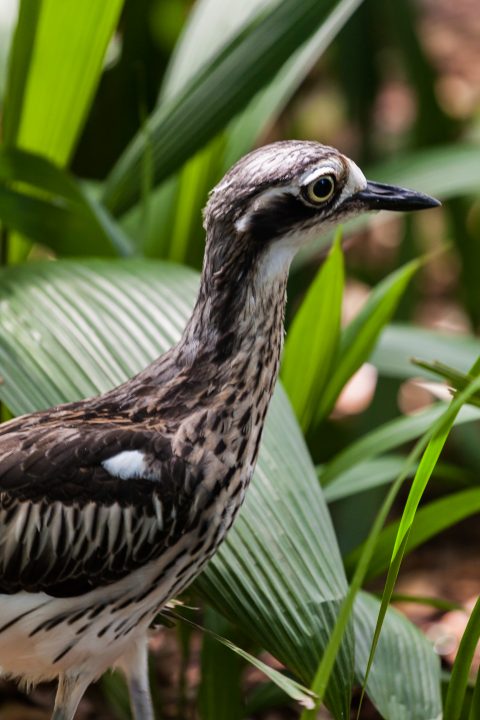Australia Zoo