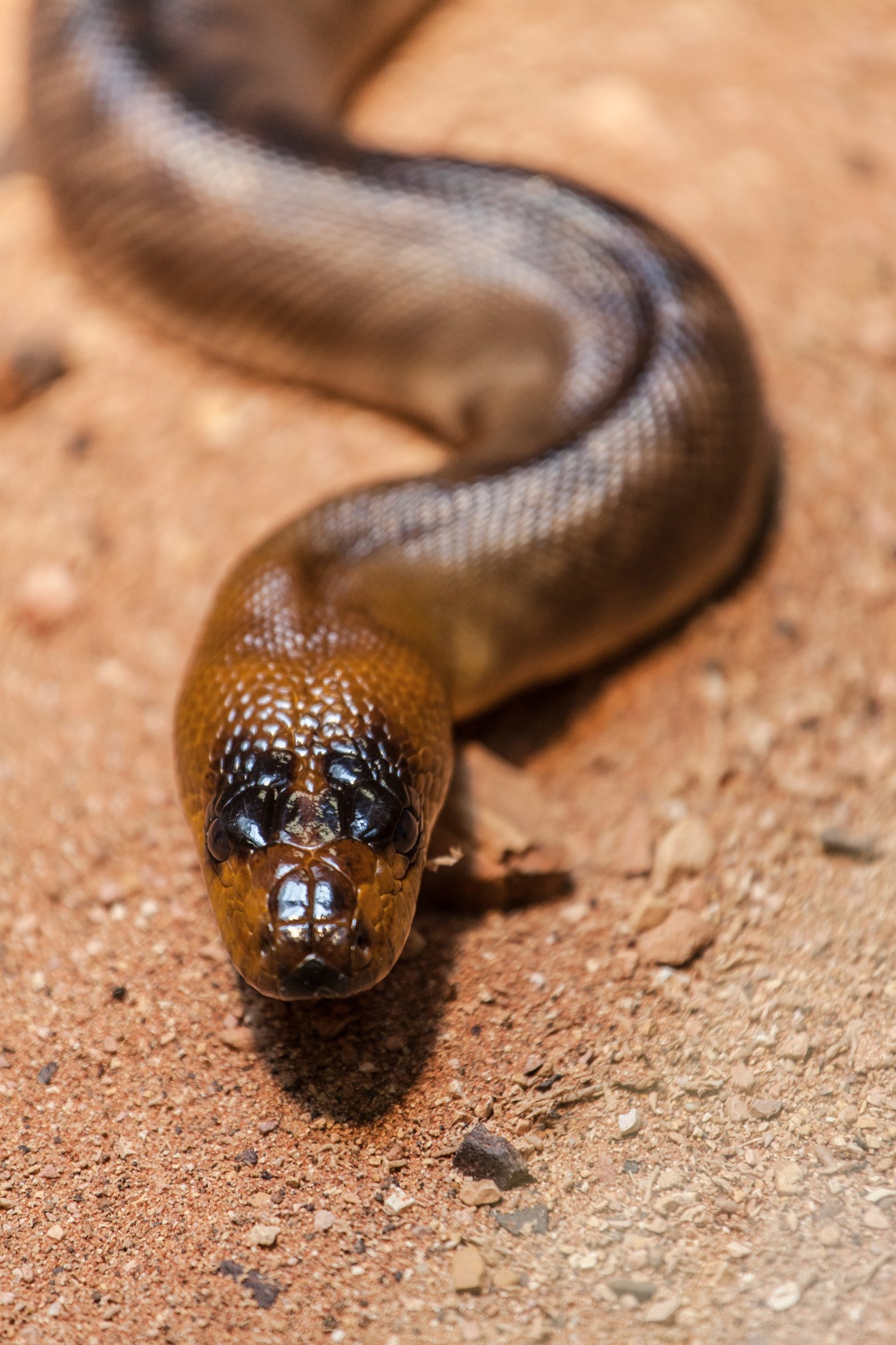 big snake australia zoo