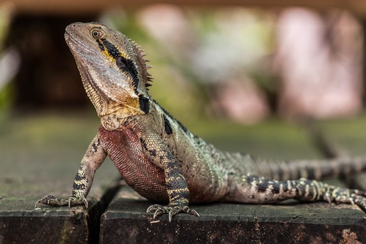 Lizard Australia Zoo