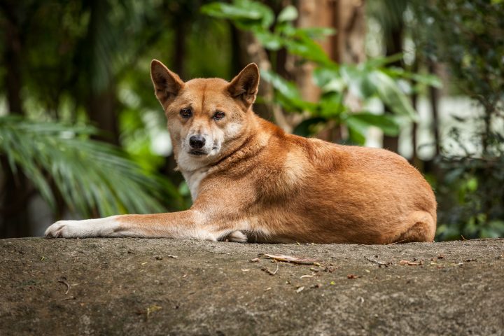 Dingo Australia Zoo