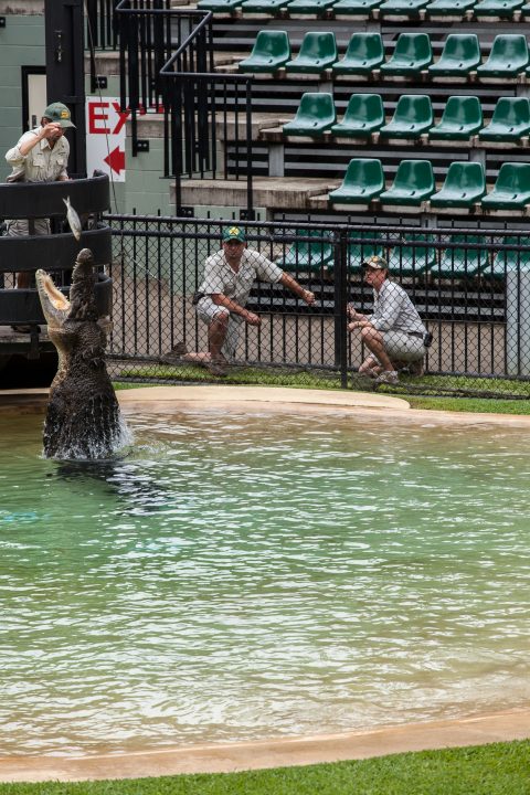 Crocodile Feeding Australia Zoo