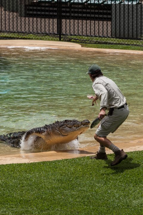 Crocodile Feeding Australia Zoo