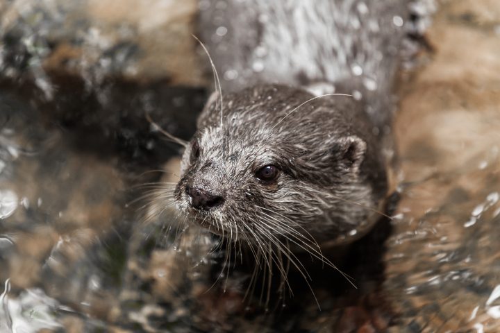 River Otter Australia Zoo