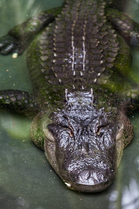 Crocodile Australia Zoo