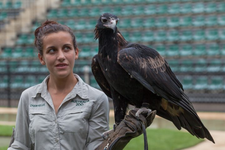 Wedge-Tailed Eagle Australia Zoo
