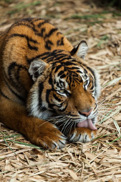 Tiger Australia Zoo