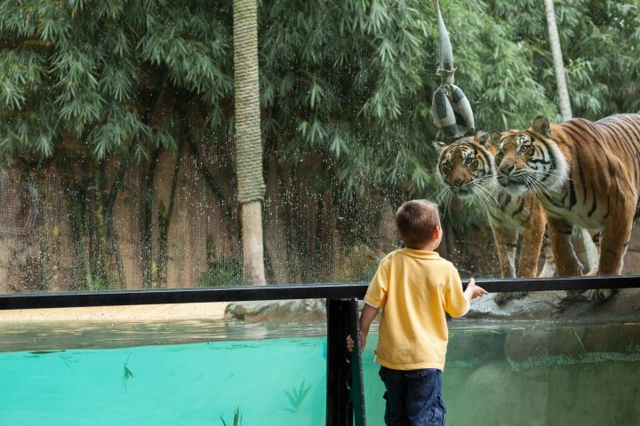 Child and Tiger Australia Zoo