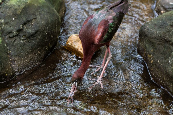 Glossy Ibis Australia Zoo