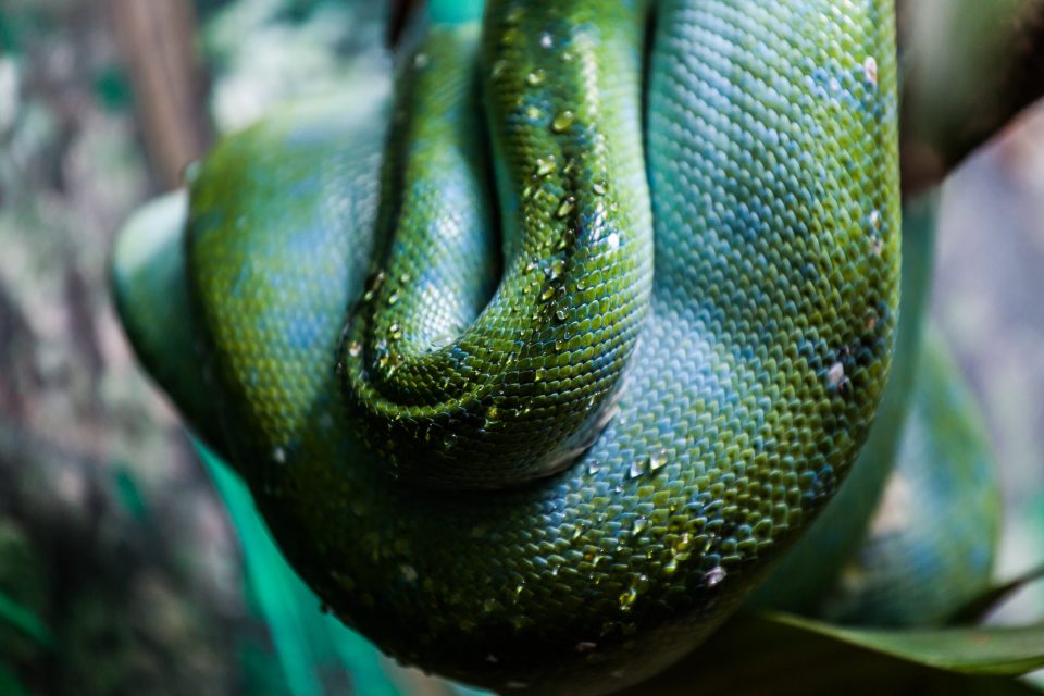 Snake Australia Zoo