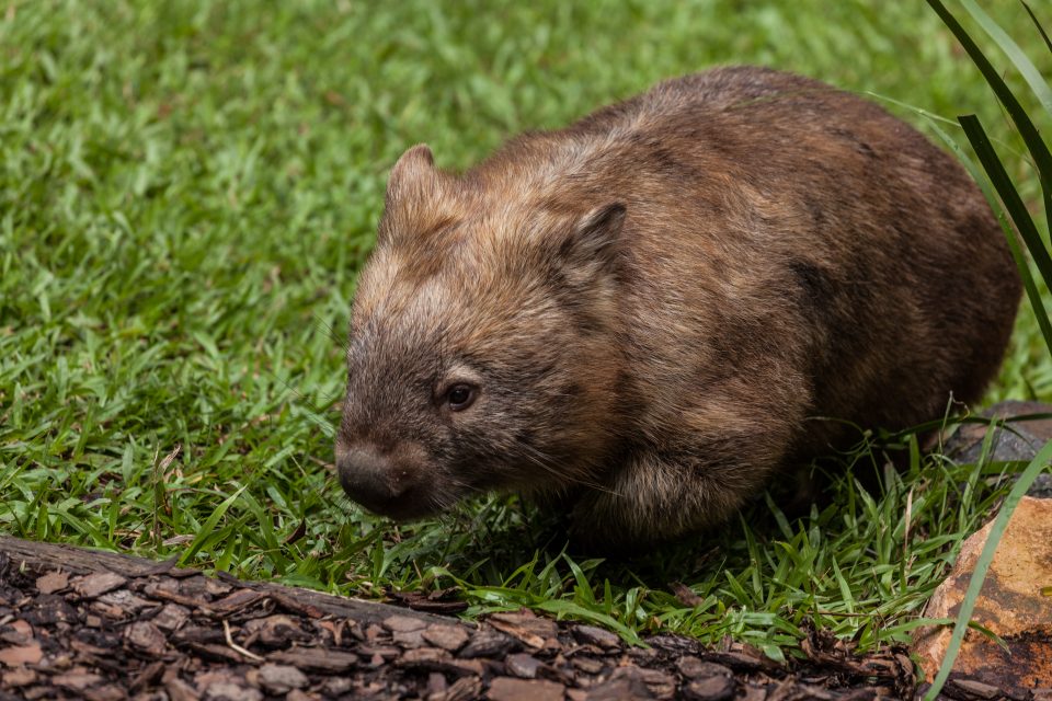 Wombat Australia Zoo