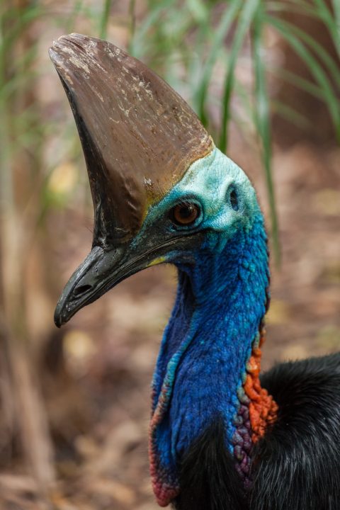 Cassowary Australia Zoo