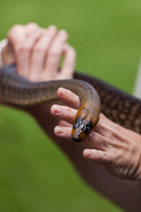 Snake Australia Zoo