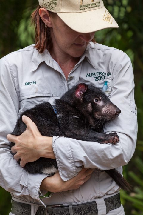 Tasmania Devil Australia Zoo