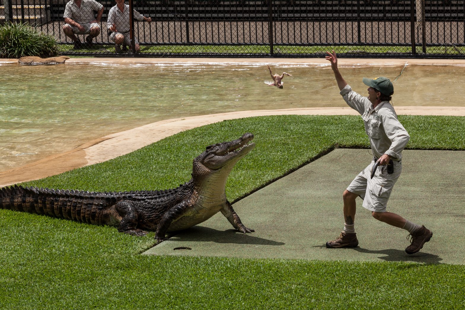 Crocodile Feeding Australia Zoo - Duncan.co