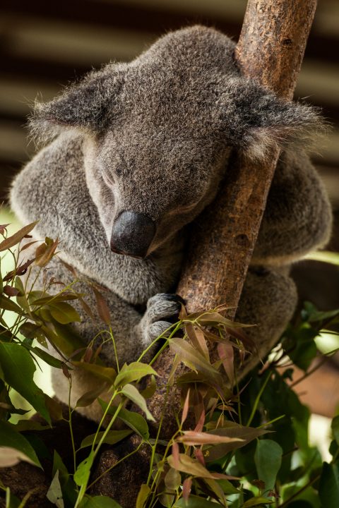 Sleeping Koala Australia Zoo
