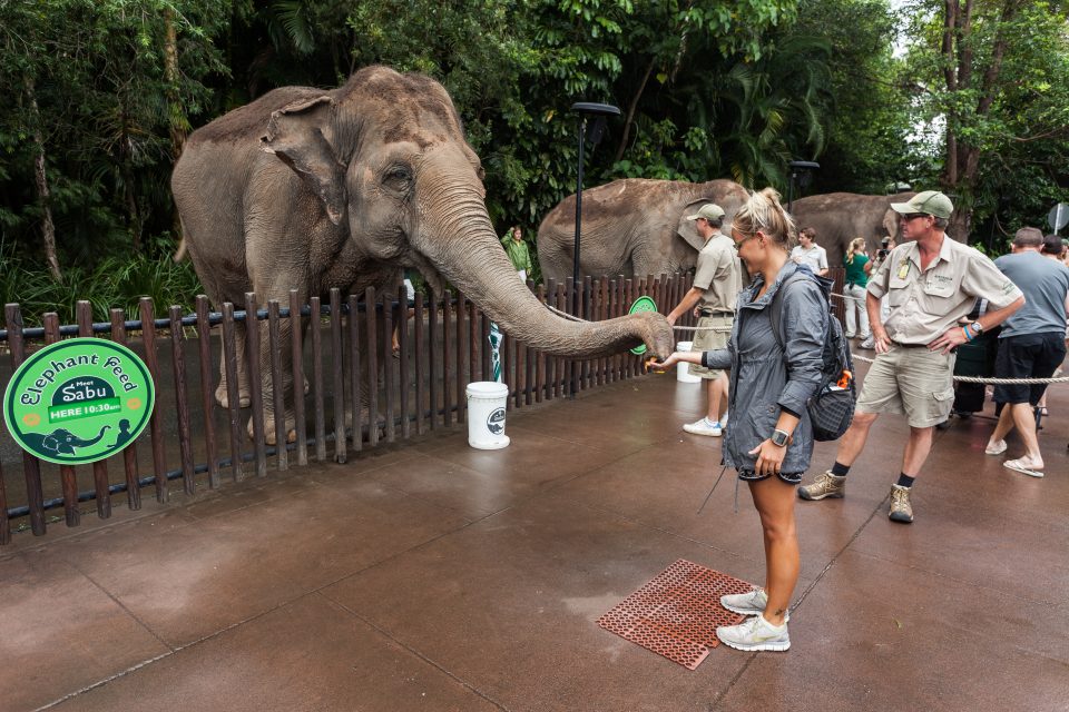 Dorothy Feeding an Elephant Australia Zoo