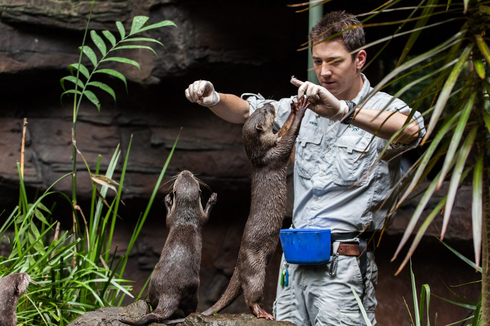 River Otters Australia Zoo - Duncan.co