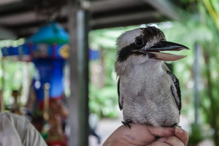 Kookaburra Australia Zoo