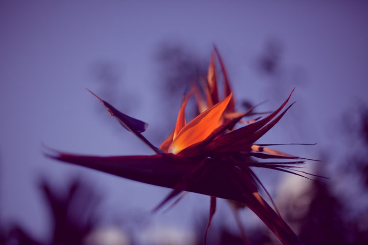 From the Garden