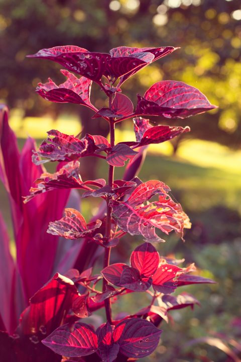 From the Garden