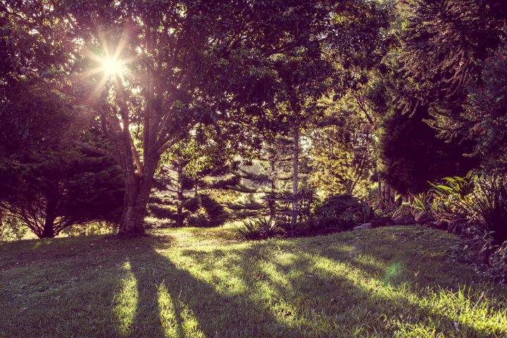 Sunset and Vegetation