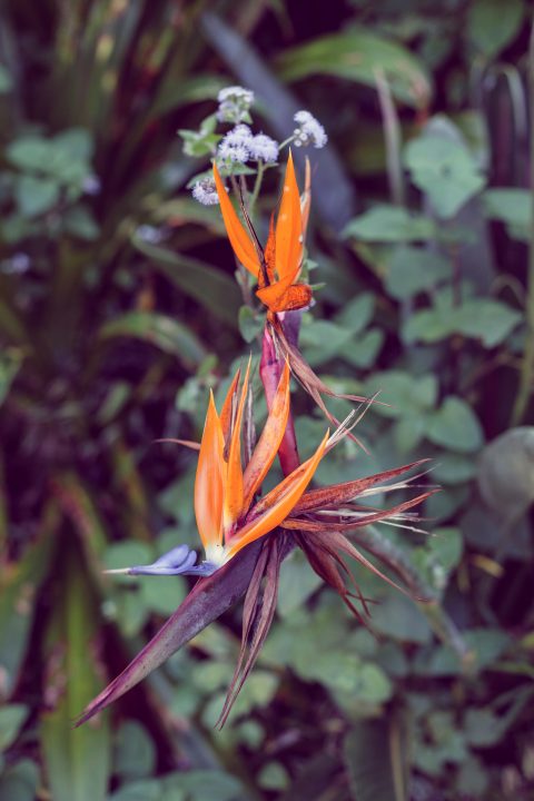 From the Garden