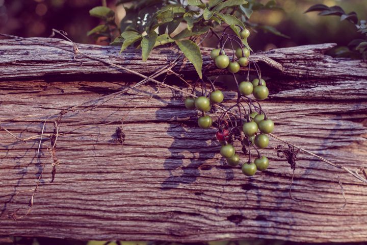 Wood and Grapes