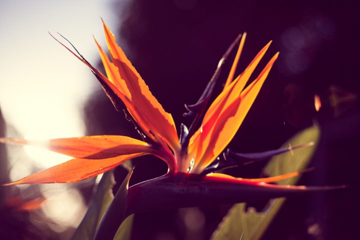 From the Garden