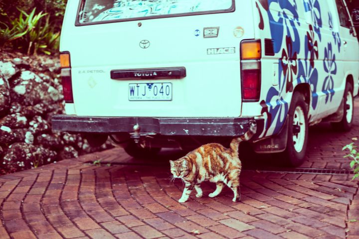 Paris, The Cat