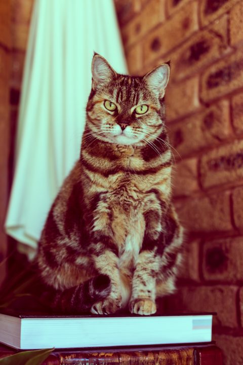 Paris, The Cat