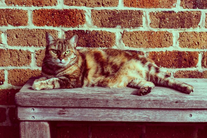 Paris, The Cat