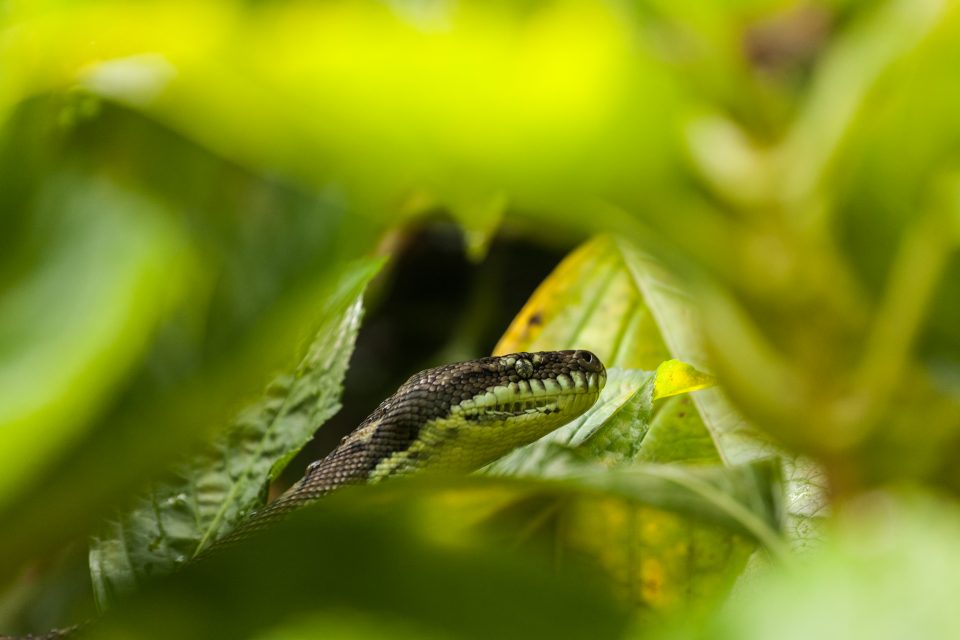 Snake in the Bush