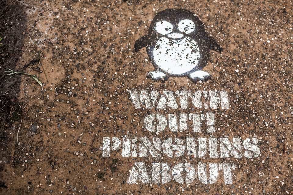 Watch Out Penguins About