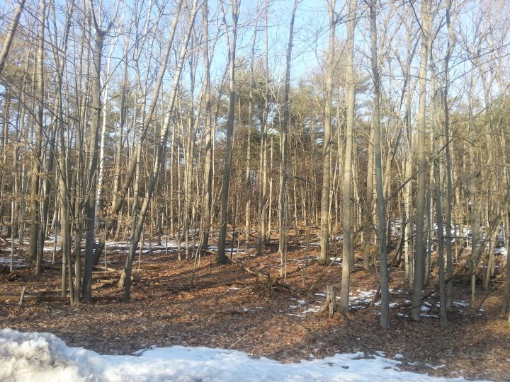 Spot the Deer